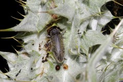 Lixus cardui
