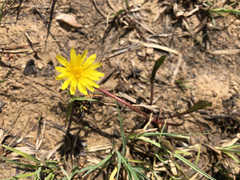 Taraxacum palustre
