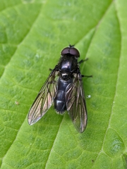 Cheilosia variabilis