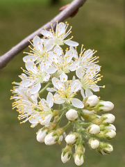 Prunus