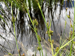 Carex hostiana