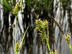 Carex hostiana