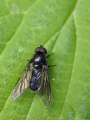 Cheilosia variabilis