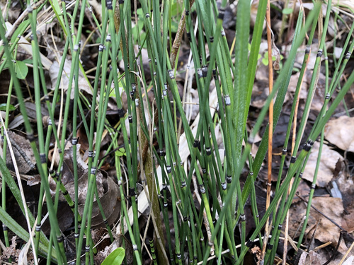 Variegated scouringrush (Equisetum variegatum)