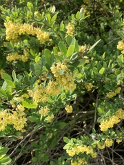 Berberis × ottawensis