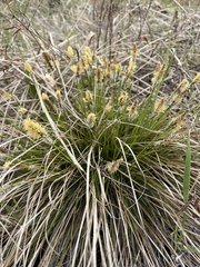 Carex pediformis macroura