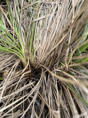 Carex pediformis macroura