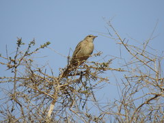 Anthus similis