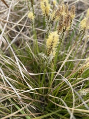 Carex pediformis macroura