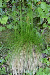 Festuca heterophylla