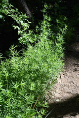 Galium laevigatum