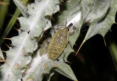 Larinus latus