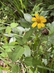 Heliopsis gracilis