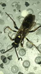 Ichneumonina