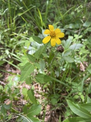 Heliopsis gracilis
