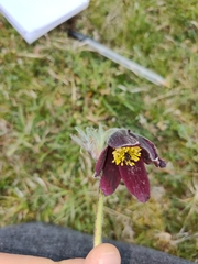 Pulsatilla rubra