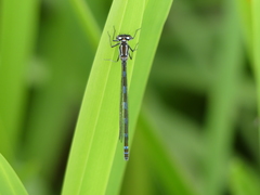 Coenagrion pulchellum