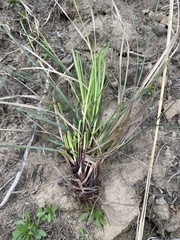 Carex pediformis macroura