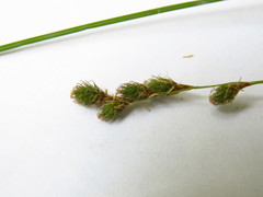 Carex echinodes