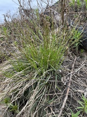 Carex pediformis macroura