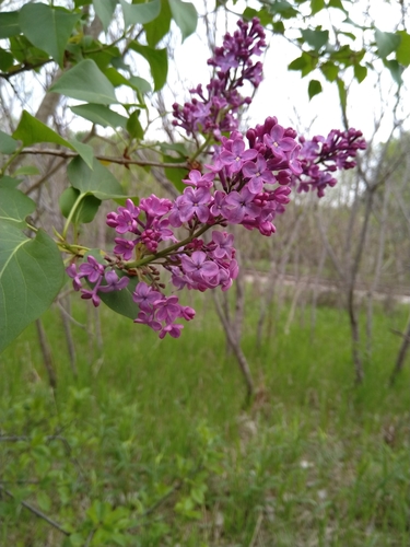 Syringa vulgaris