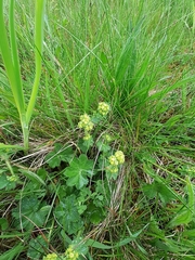 Alchemilla glaucescens