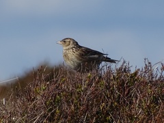 Alauda arvensis