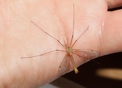 Tipula peliostigma