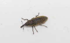 Lixus cardui
