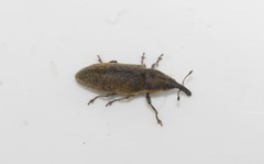 Lixus cardui