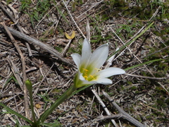 Zephyranthes sessilis