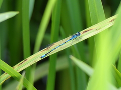 Coenagrion pulchellum