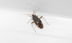 Closterotomus annulus