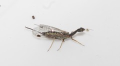 Raphidia mysia