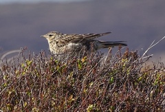 Alauda arvensis