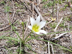 Zephyranthes sessilis
