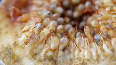 Eukoebelea sycomori