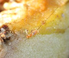 Eukoebelea sycomori