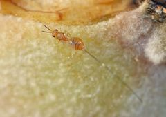 Eukoebelea sycomori