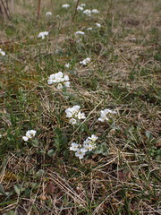 Noccaea cochleariformis