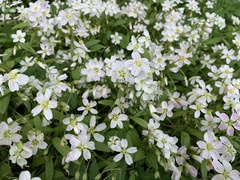 Claytonia virginica
