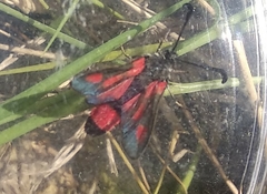Zygaena sarpedon