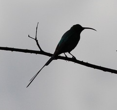 Nectarinia famosa