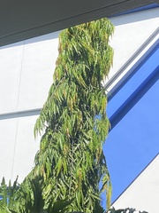Polyalthia
