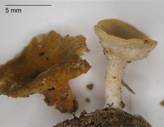 Phaeohelotium undulatum