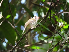 Atalotriccus pilaris