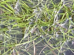 Isolepis fluitans