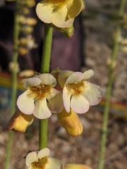 Penstemon bicolor