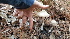 Psathyrella longipes image