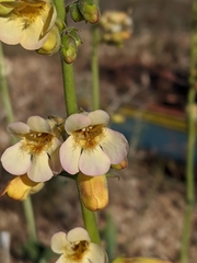 Penstemon bicolor